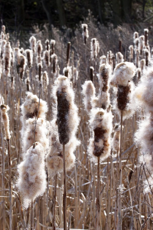 close up of the fluffy flowers in a field