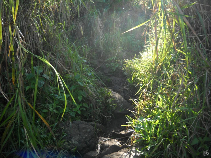 the sun shining on the grass, stone path