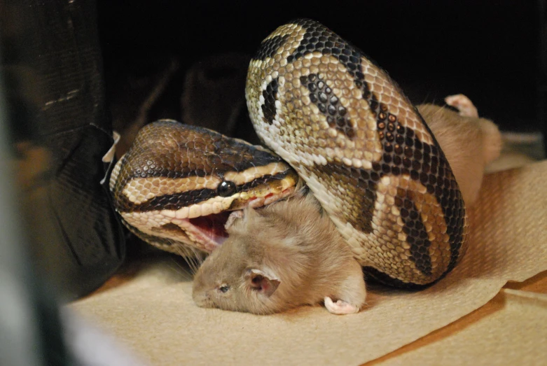 two rat mice biting a big snake's head