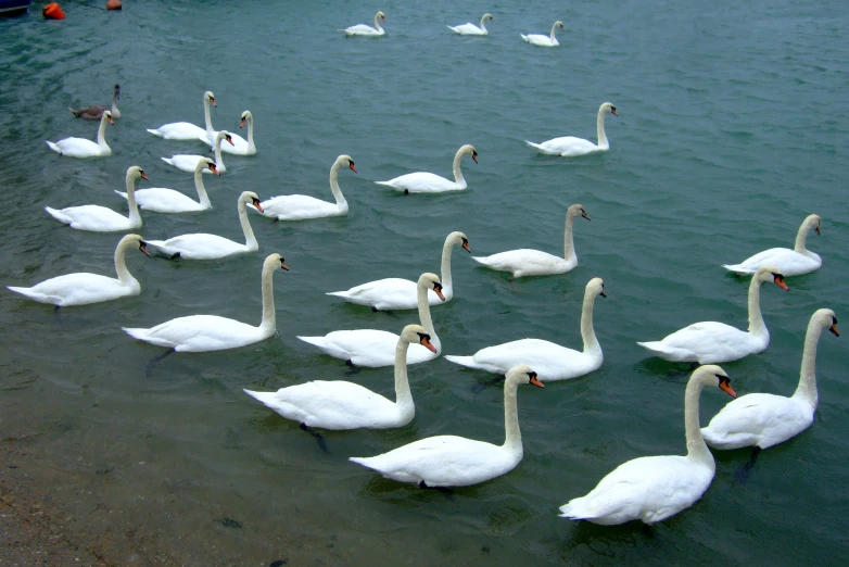 a group of swans are walking in the water