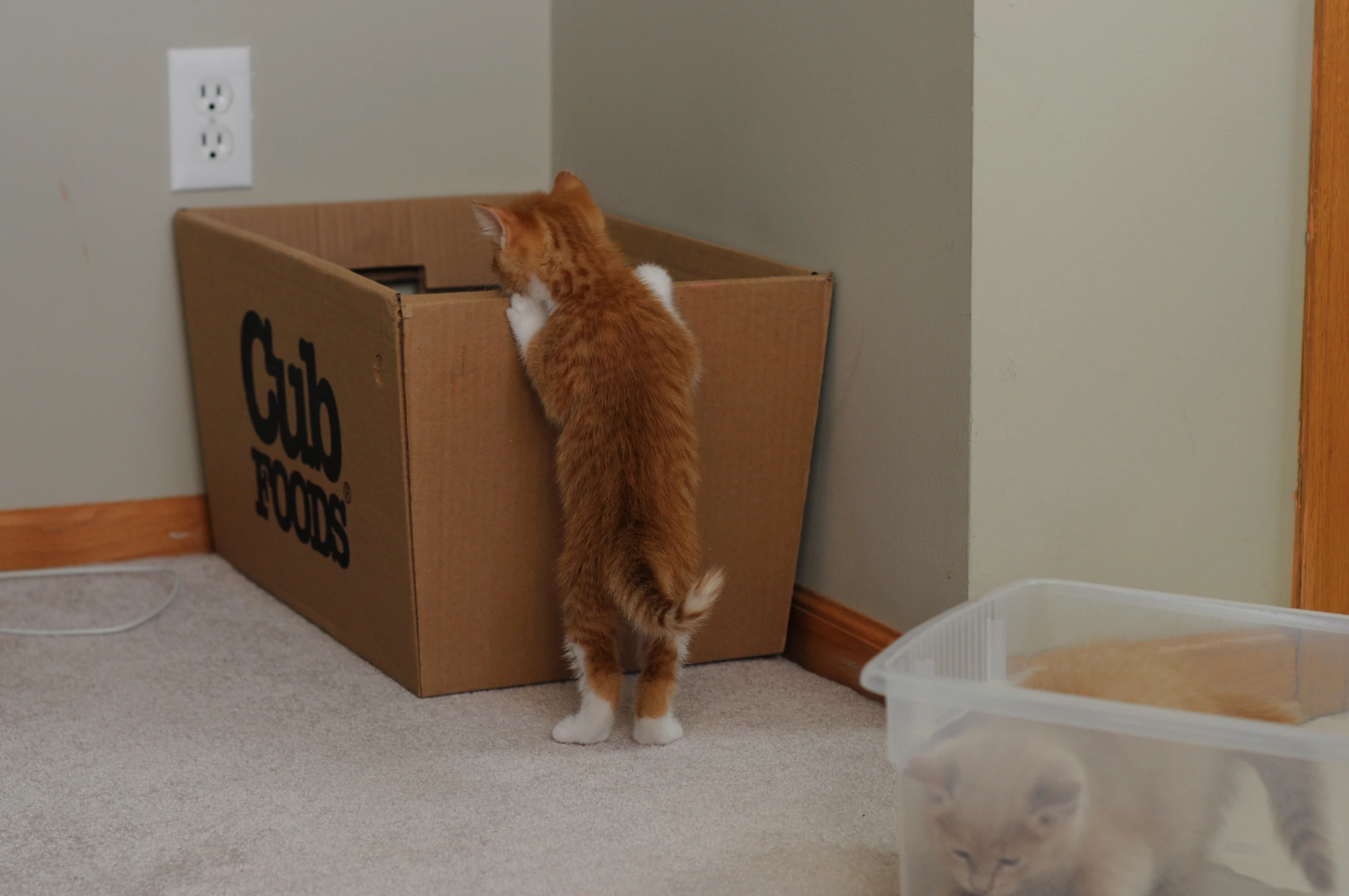 a little cat standing on its hind legs next to a box