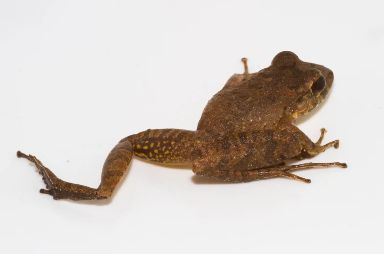 a brown frog sitting on top of snow covered ground