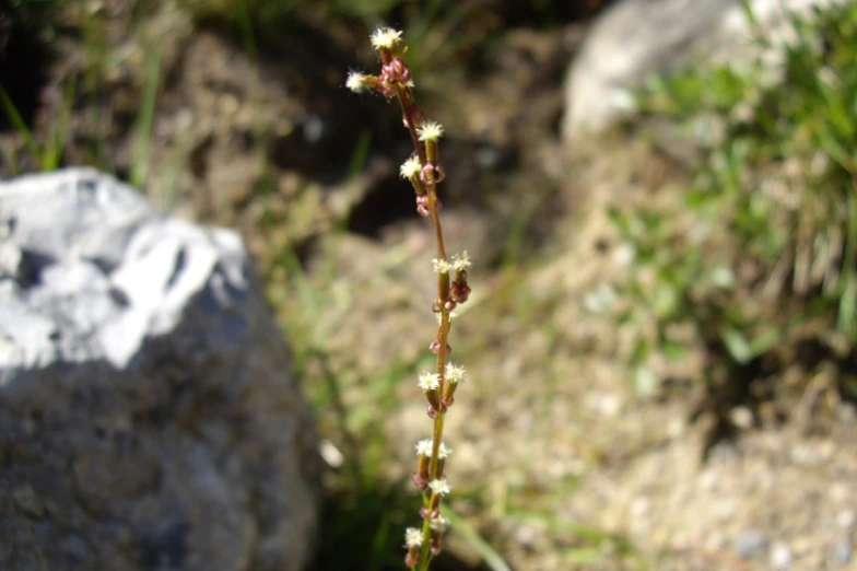 a plant in flower sitting beside a rock