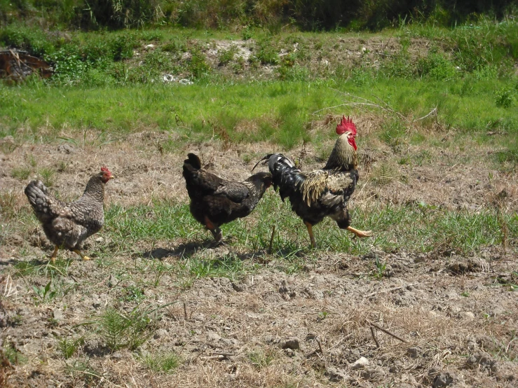 three chickens in a grassy field looking at the ground