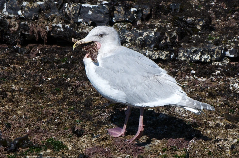 a white bird with a fish in its mouth