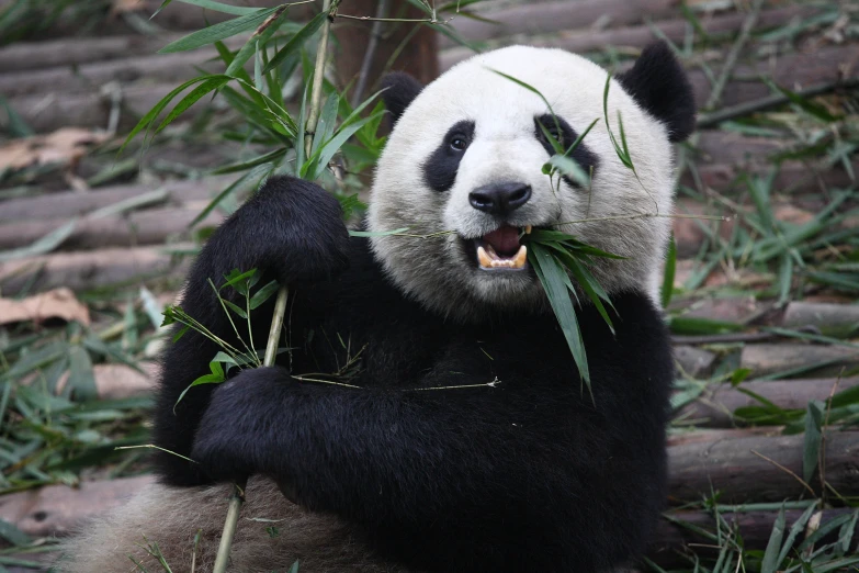 a black and white panda bear eating bamboo