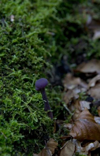 a purple mushroom sitting on top of a pile of leaves