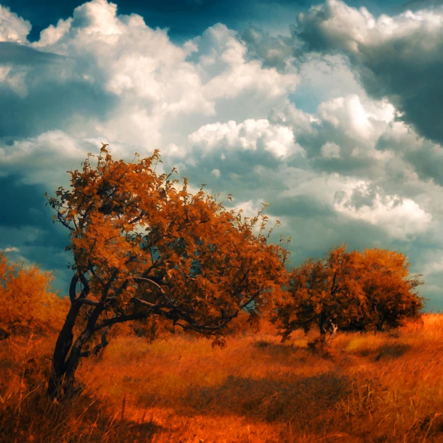 trees with orange leaves on the plains under clouds