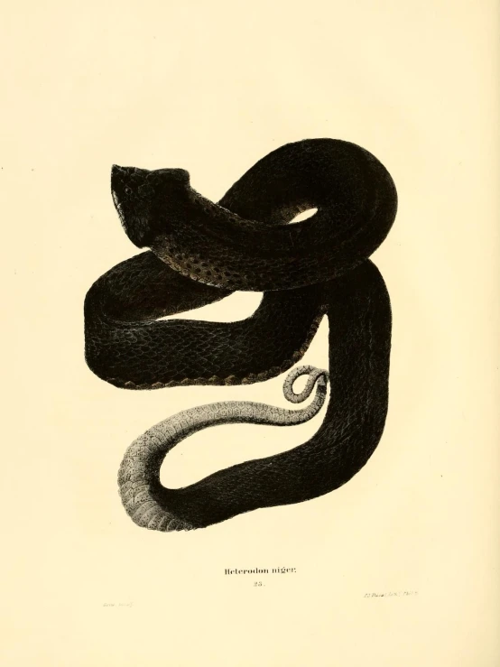 a black snake with an intricate design on the side
