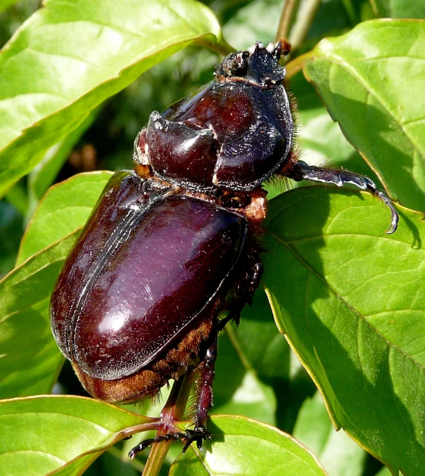 two shiny bugs on green leaves