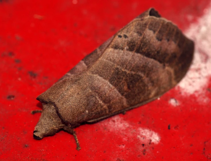 a brown and black bug laying on a red surface