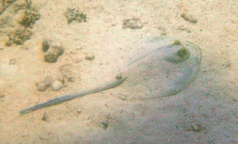 a marine animal in water near rocks and sand