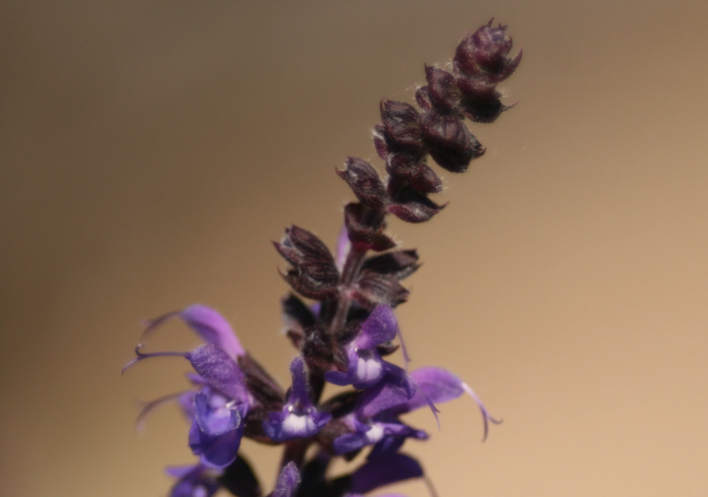 a single flower that is growing out of the stem