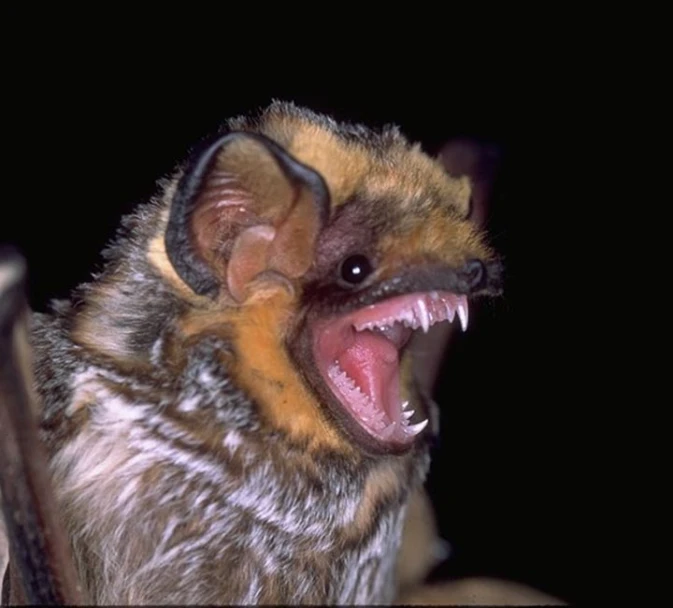 the bat has sharp fangs and is making its mouth open