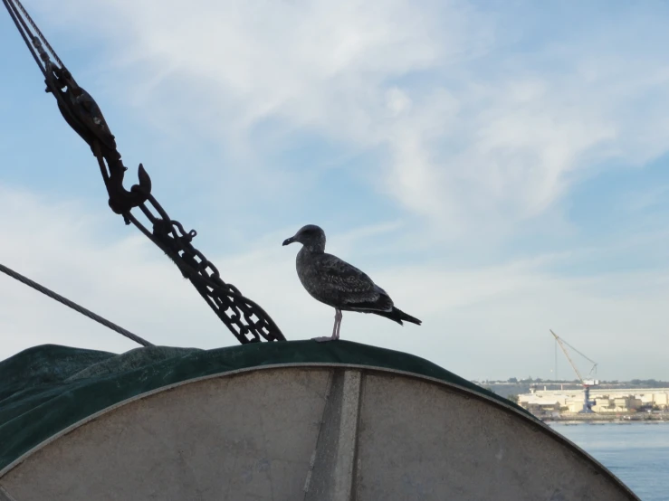 the bird sits on the mast of the ship