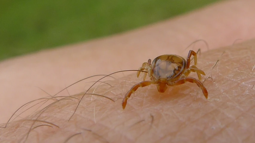 an insect sitting on someone's arm that is open