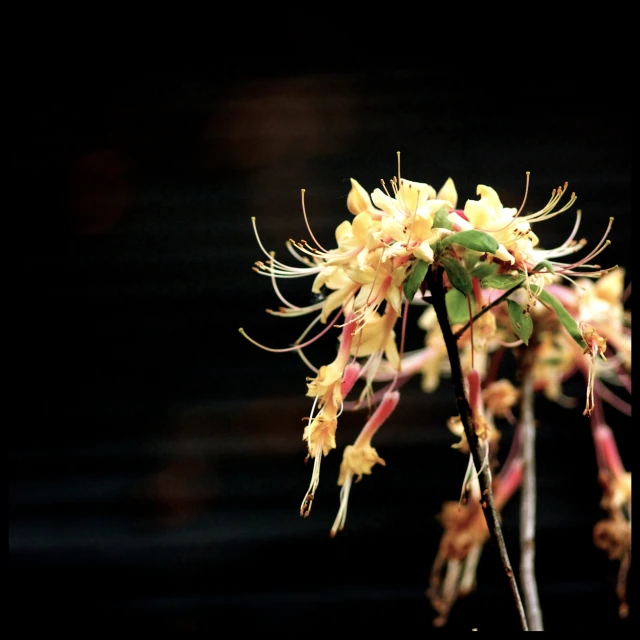 a group of yellow flowers in a black and white setting