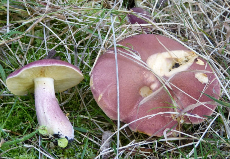 an image of two mushrooms growing in the grass