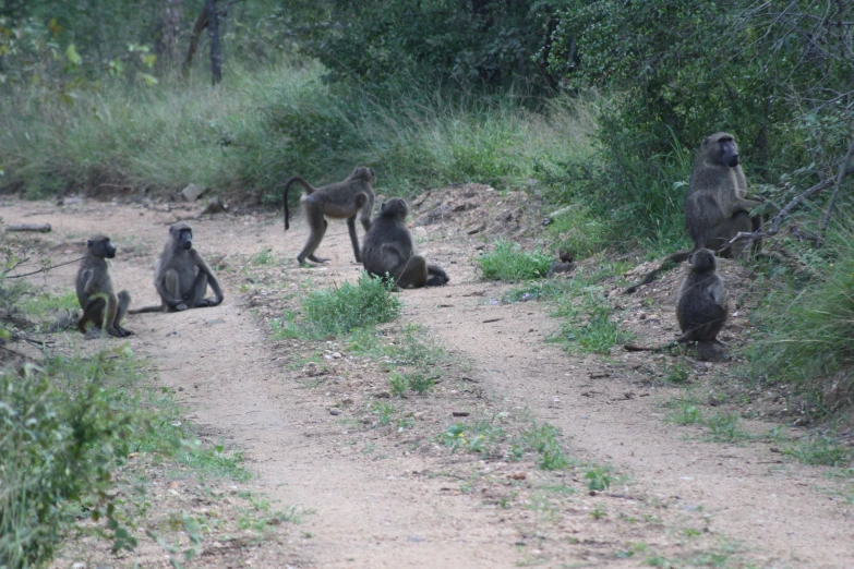 the monkeys are sitting outside on the side of a road