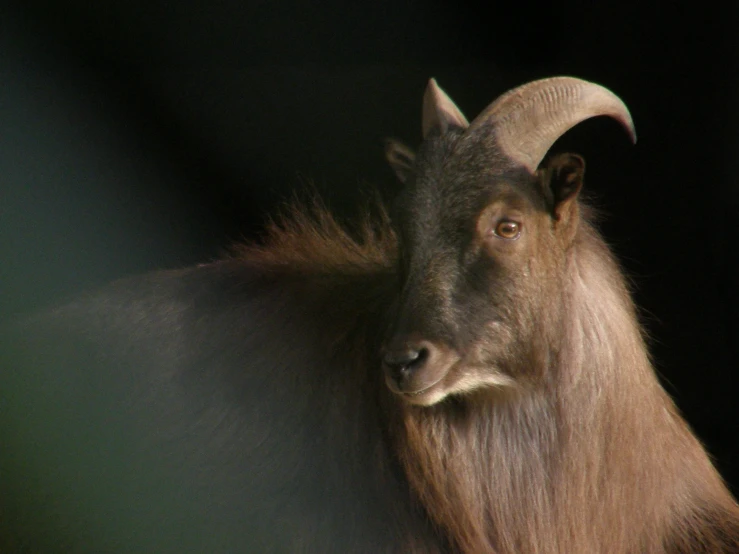 a ram with very long hair standing up