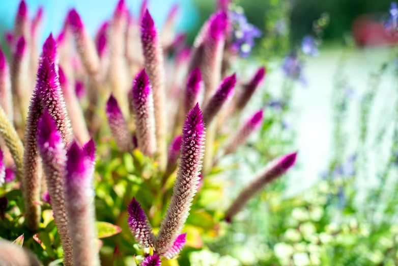 a bunch of pink flowers with leaves on them