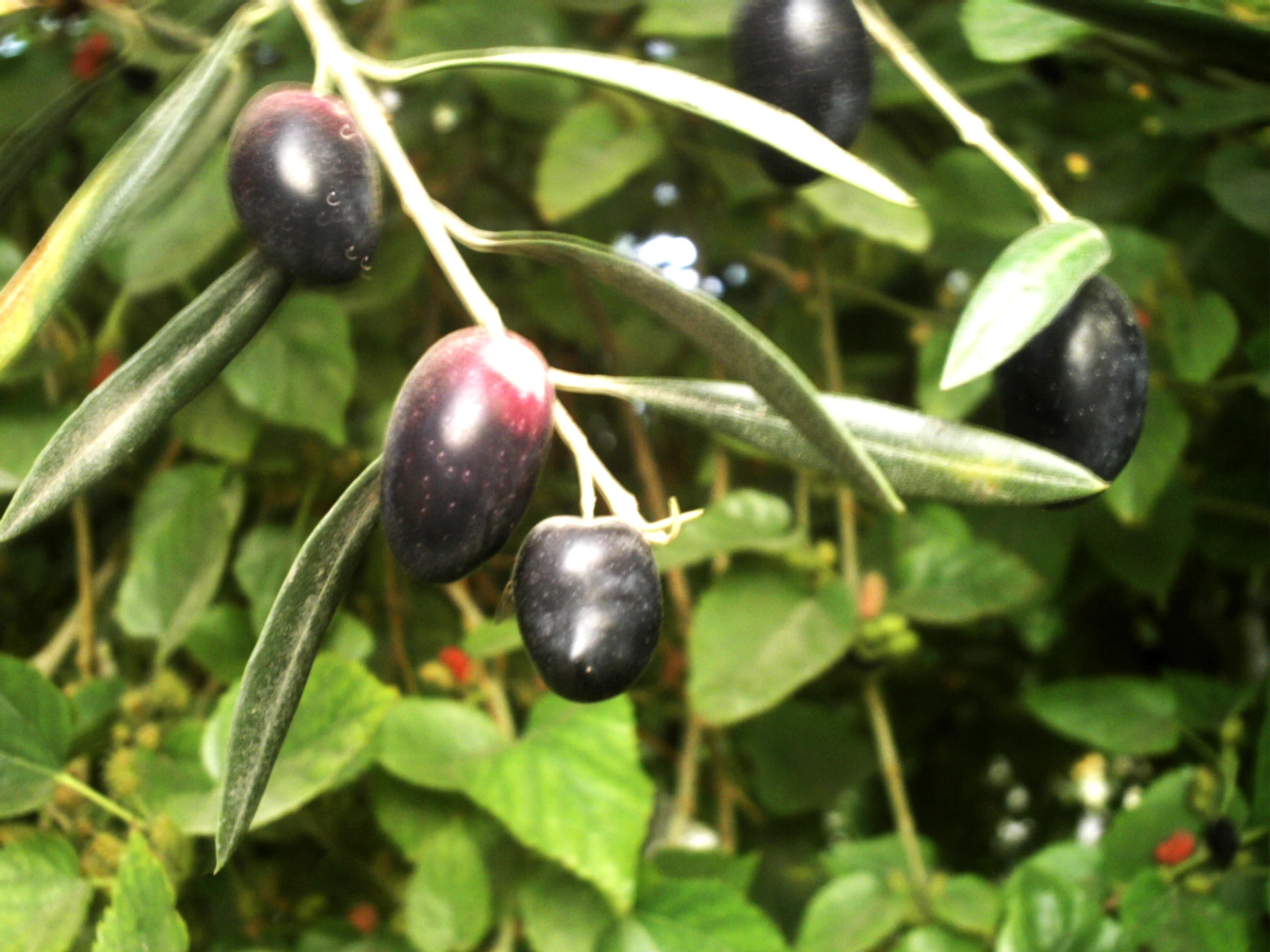 an olive tree filled with ripe green leaves