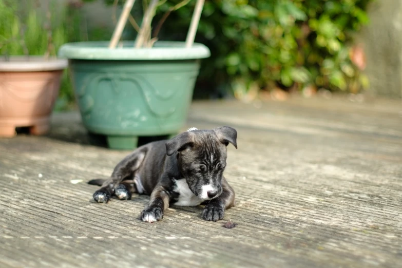 there is a puppy on the ground and he is playing with soing