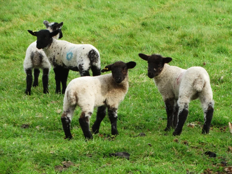 three black and white sheep standing in grassy field