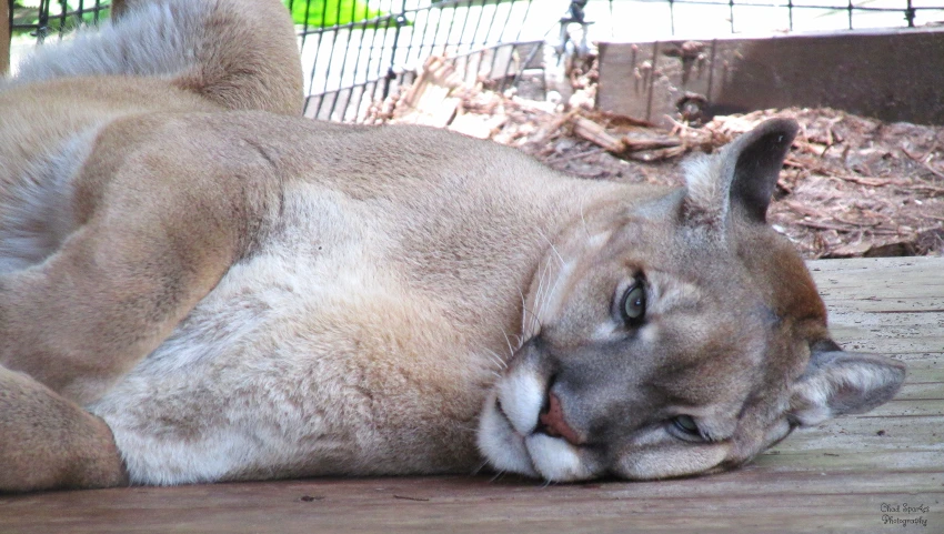 a large puma laying on a wooden ground next to a fence