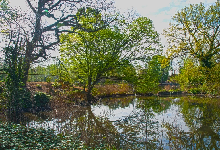 a body of water surrounded by trees and shrubs