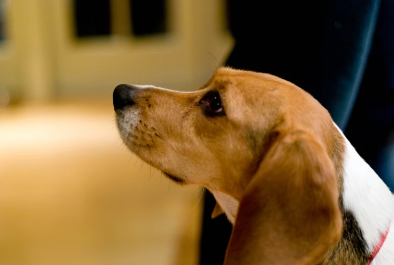 a close up of a dog with a collar on