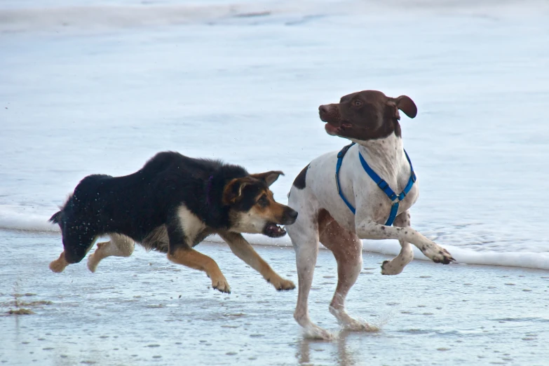 two dogs fighting at the beach with each other