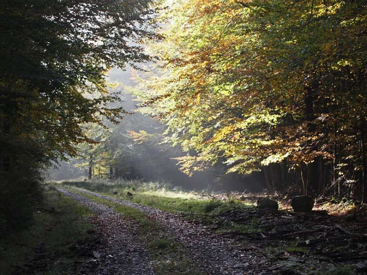 a road through a wooded area covered in bright sunlight