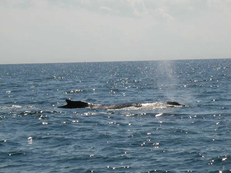 a lone humpback swimming near a boat
