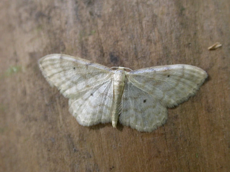 a moth resting on a wood panel