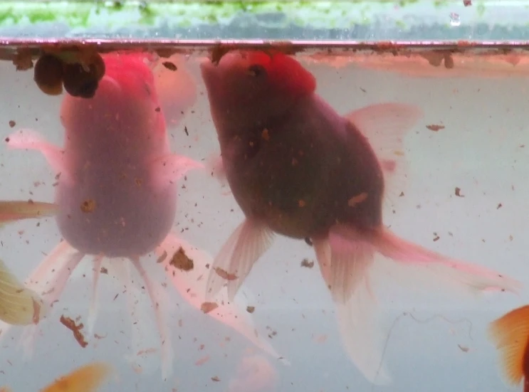 two goldfish swimming inside of a large clear pool