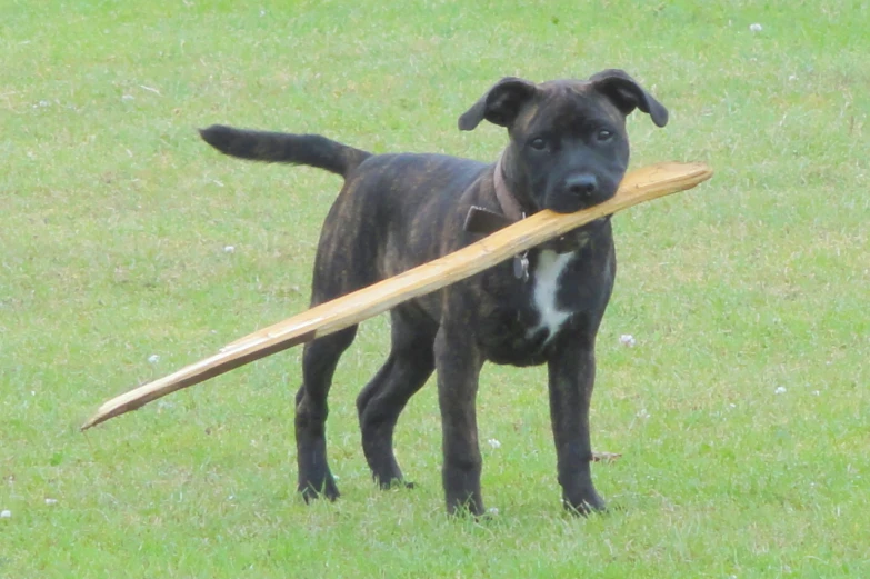 the dog is carrying a large wooden object