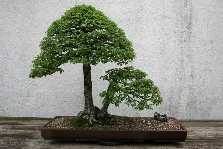 a small bonsai tree sitting in a tray on a table