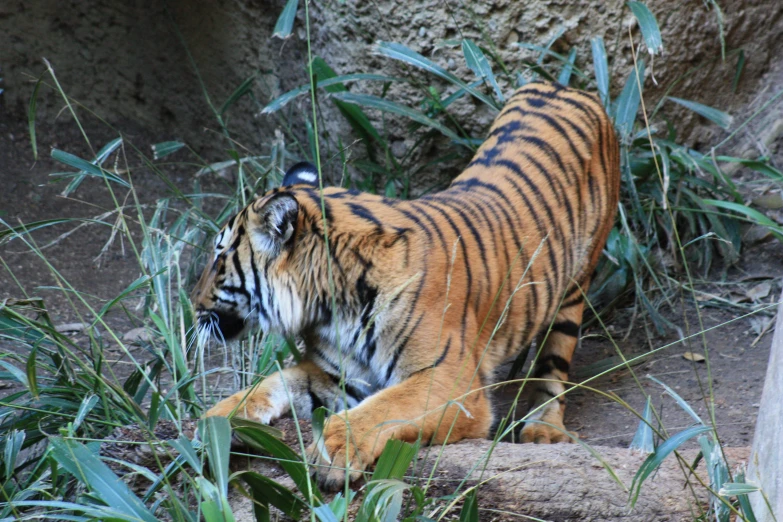 a tiger walking along a rock filled with grass