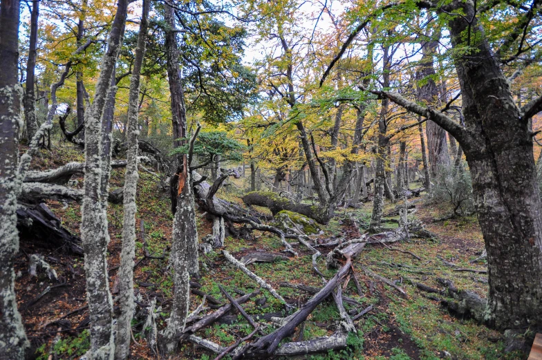 the forest floor is very mossy and has fallen trees