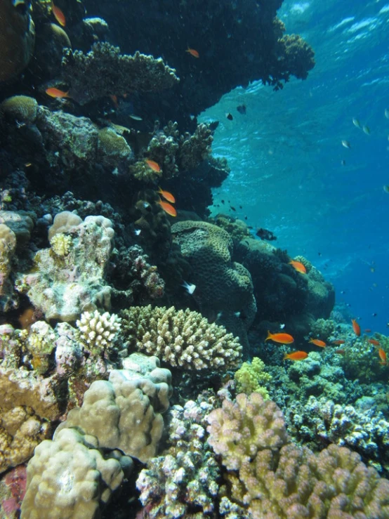 an ocean filled with fish under water