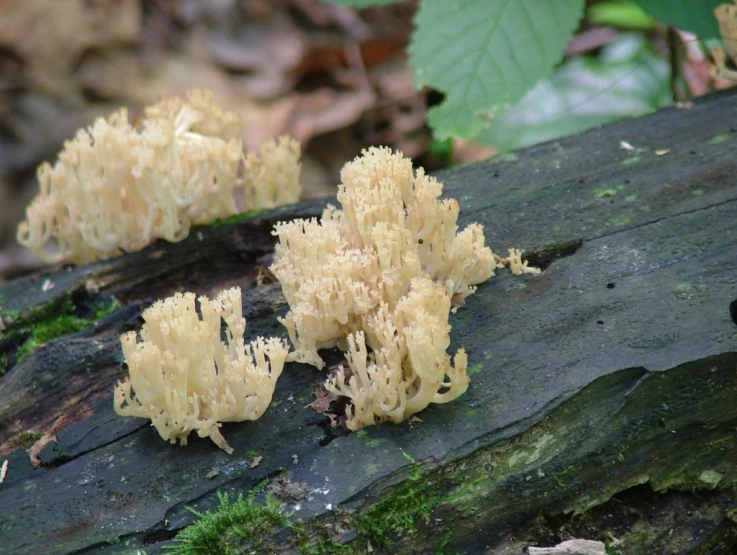 an odd looking plant on a log in the forest