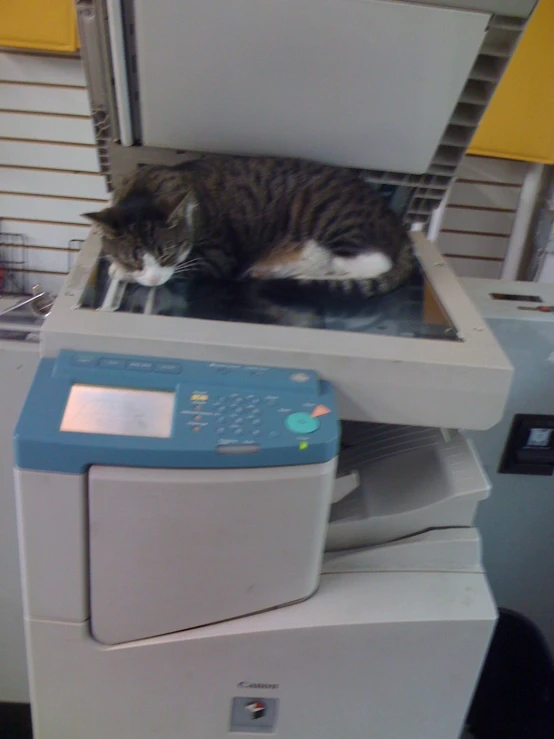 a cat is sleeping inside of a multifunction machine