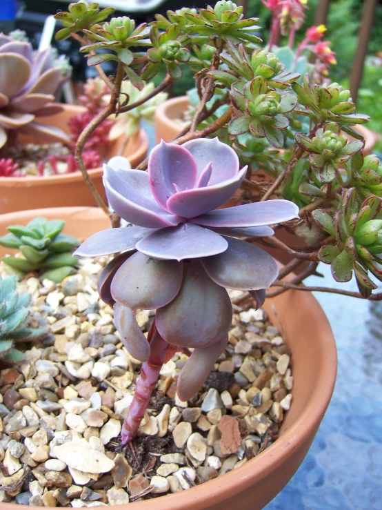 a close up of a potted plant on top of a table