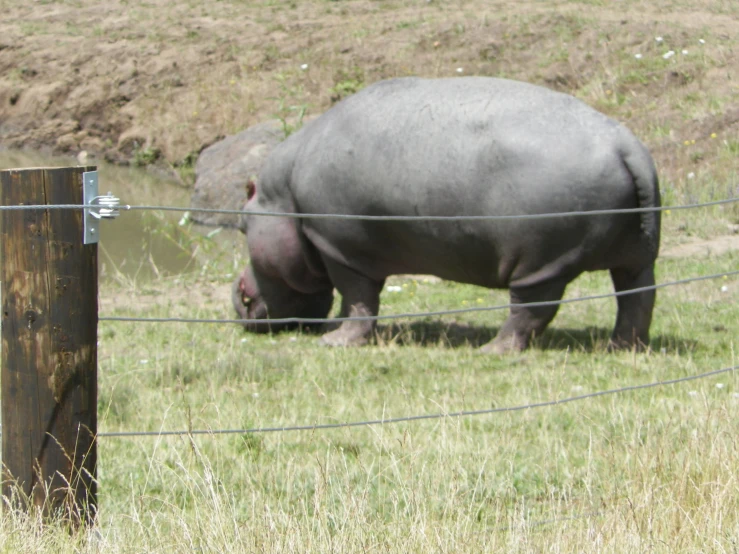 a hippopotamus is standing in a field by a fence