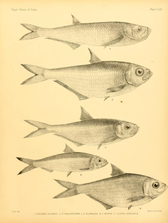 a line drawing of different sized fish in black and white