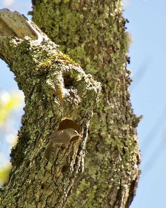 an up - close s of a tree limb and a small bird resting on it