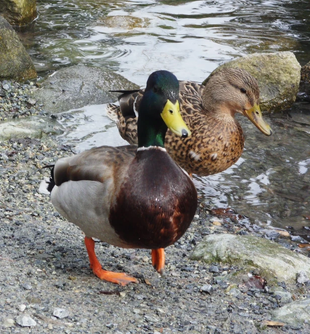 a close up of two ducks in water near rocks