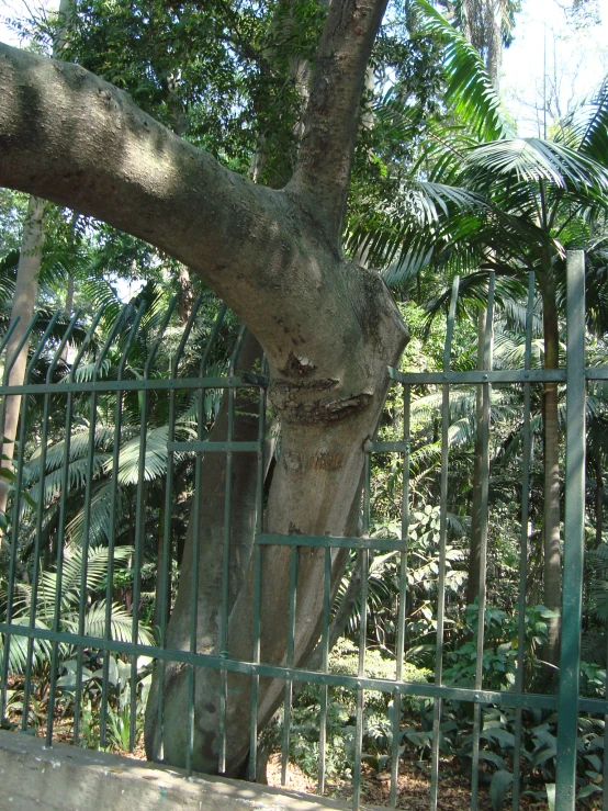 an image of a large tree in the woods