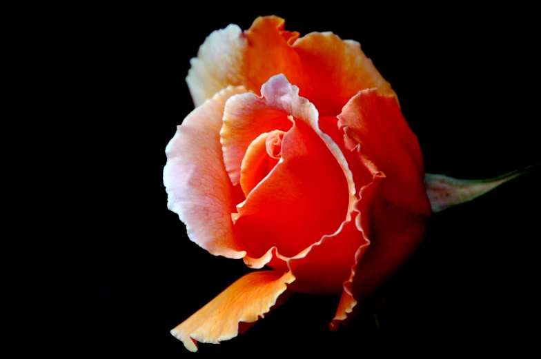 a very pretty orange flower in the dark